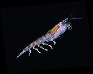 krill02